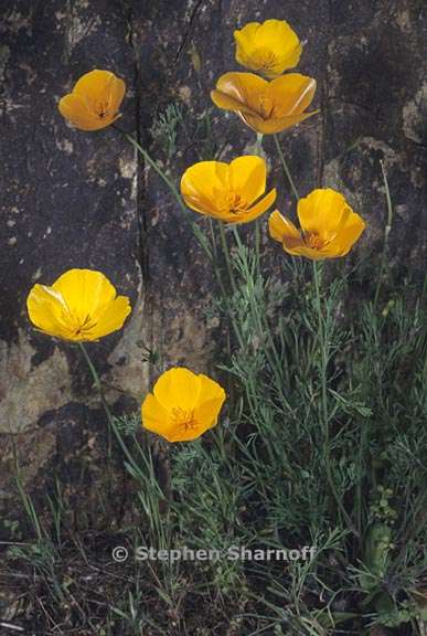 eschscholzia caespitosa 9 graphic